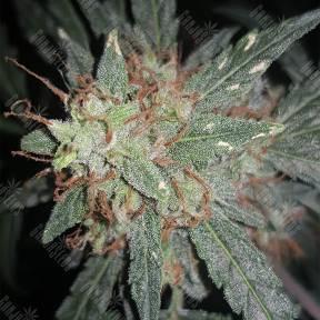 Auto Cheesy feminised Philosopher Seeds