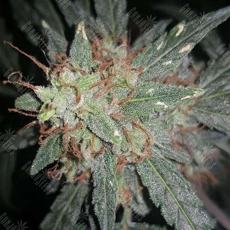 семена конопли для посадки купить Auto Cheesy feminised Philosopher Seeds
