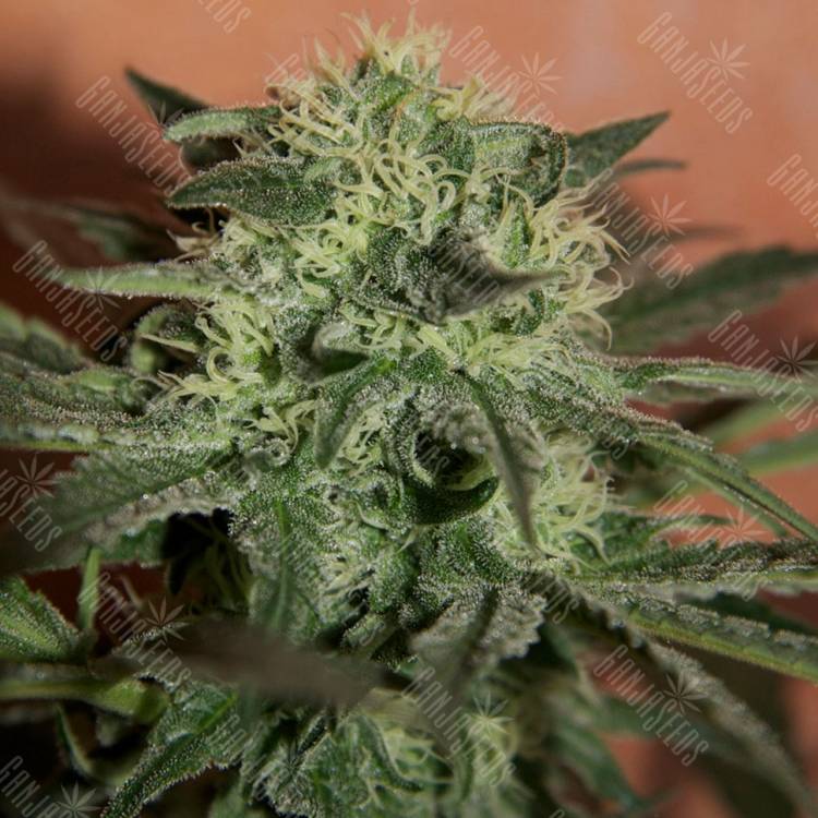 семена конопли Auto Super Lemon Haze CBD feminised Ganja Seeds семена конопли Auto Super Lemon Haze CBD feminised Ganja Seeds