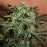 семена конопли Auto Super Lemon Haze CBD feminised Ganja Seeds семена конопли Auto Super Lemon Haze CBD feminised Ganja Seeds