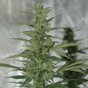 Royal Medic CBD feminised Royal Queen