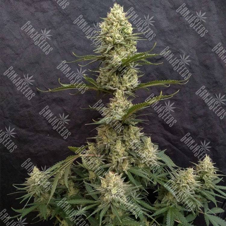 Critical Jack feminised Ganja Seeds купить качественные семена конопли по России в интернете Critical Jack feminised Ganja Seeds купить качественные семена конопли по России в интернете
