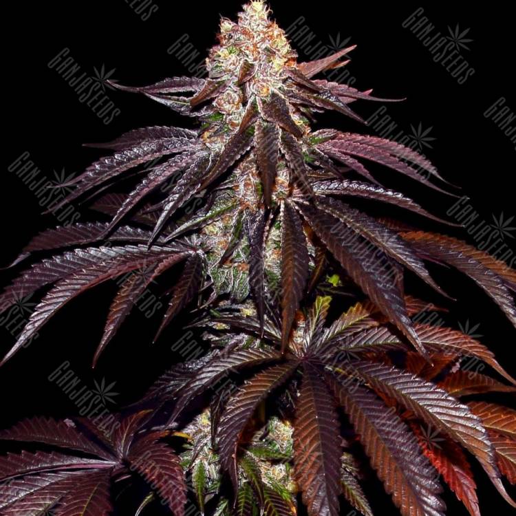 Deep Sleep feminised Ganja Seeds Deep Sleep feminised Ganja Seeds