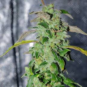 Massive Haze feminised Ganja Seeds