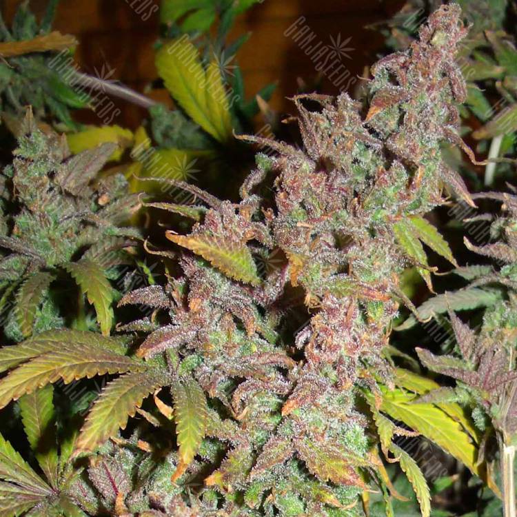 семена конопли для курения Far Out feminised Mandala Seeds