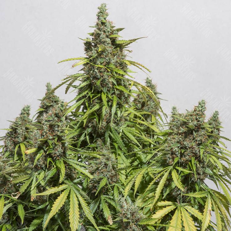 семена культурной конопли купить Auto Damnesia feminised Strain Hunters Seeds семена культурной конопли купить Auto Damnesia feminised Strain Hunters Seeds