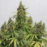 семена культурной конопли купить Auto Damnesia feminised Strain Hunters Seeds семена культурной конопли купить Auto Damnesia feminised Strain Hunters Seeds