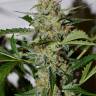 семена конопли для посадки купить Auto Damnesia feminised Strain Hunters Seeds семена конопли для посадки купить Auto Damnesia feminised Strain Hunters Seeds