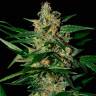 семена конопли курьером Auto Damnesia feminised Strain Hunters Seeds семена конопли курьером Auto Damnesia feminised Strain Hunters Seeds