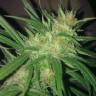 The Edge feminised Dutch Passion Seeds The Edge feminised Dutch Passion Seeds
