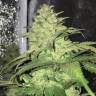 семена конопли недорого Master Kush regular Ganja Seeds семена конопли недорого Master Kush regular Ganja Seeds