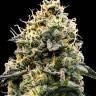 Auto Think Different regular Ganja Seeds
