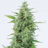 Auto OG Kush CBD feminised Dinafem Seeds Auto OG Kush CBD feminised Dinafem Seeds