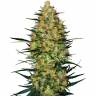 Auto OG Kush CBD feminised Dinafem Seeds Auto OG Kush CBD feminised Dinafem Seeds