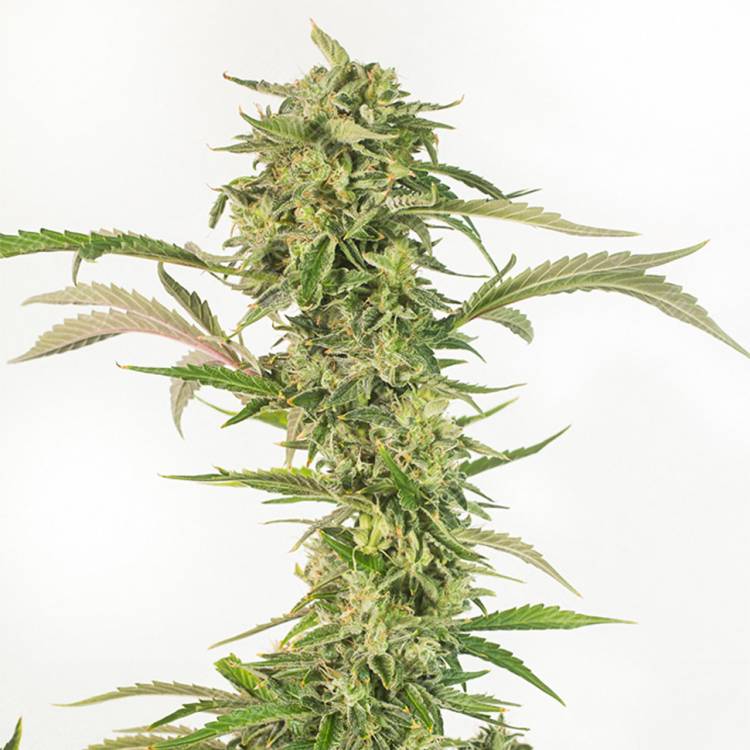 семена конопли Auto OG Kush CBD feminised Dinafem Seeds семена конопли Auto OG Kush CBD feminised Dinafem Seeds