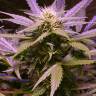 хорошие семена конопли Lemon OG Haze feminised Nirvana Seeds хорошие семена конопли Lemon OG Haze feminised Nirvana Seeds