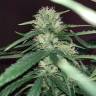 семена конопли элитных сортов Auto Fraggle Skunk feminised Philosopher Seeds семена конопли элитных сортов Auto Fraggle Skunk feminised Philosopher Seeds
