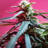 семена конопли марихуаны Auto Fraggle Skunk feminised Philosopher Seeds семена конопли марихуаны Auto Fraggle Skunk feminised Philosopher Seeds