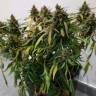 семена конопли в интернете Auto Fraggle Skunk feminised Philosopher Seeds семена конопли в интернете Auto Fraggle Skunk feminised Philosopher Seeds