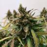 семена конопли скороспелый купить Auto Fraggle Skunk feminised Philosopher Seeds семена конопли скороспелый купить Auto Fraggle Skunk feminised Philosopher Seeds