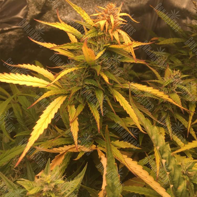 втоцветущие семена конопли Auto Brooklyn Sunrise feminised Ganja Seeds втоцветущие семена конопли Auto Brooklyn Sunrise feminised Ganja Seeds