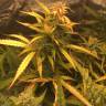 втоцветущие семена конопли Auto Brooklyn Sunrise feminised Ganja Seeds втоцветущие семена конопли Auto Brooklyn Sunrise feminised Ganja Seeds