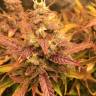 феминизированные семена конопли Auto Brooklyn Sunrise feminised Ganja Seeds феминизированные семена конопли Auto Brooklyn Sunrise feminised Ganja Seeds