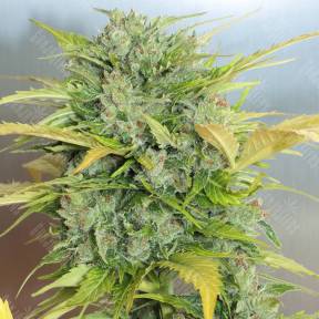 Auto White Russian #1 feminised Serious Seeds