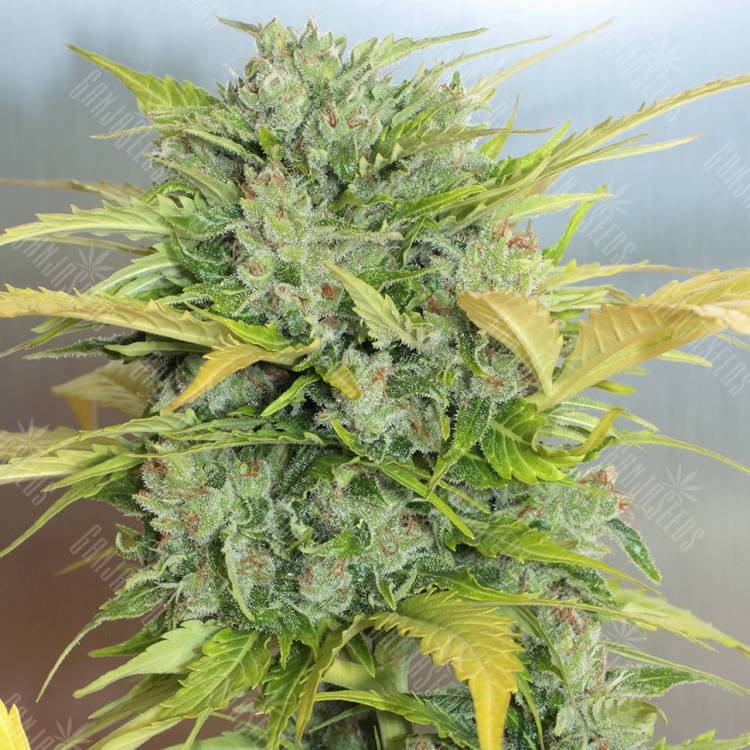 семена конопли автоцвет Auto White Russian #1 feminised Serious Seeds семена конопли автоцвет Auto White Russian #1 feminised Serious Seeds