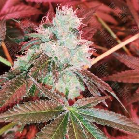 Do-Sweet-Dos feminised Sweet Seeds