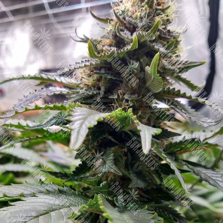 Blue Widow fem купить качественные семена каннабиса в интернете Blue Widow fem купить качественные семена каннабиса в интернете
