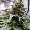 Blue Widow fem купить качественные семена каннабиса в интернете Blue Widow fem купить качественные семена каннабиса в интернете