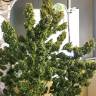 Семена ганжы Auto Pineapple Chunk feminised Ganja Seeds недорого