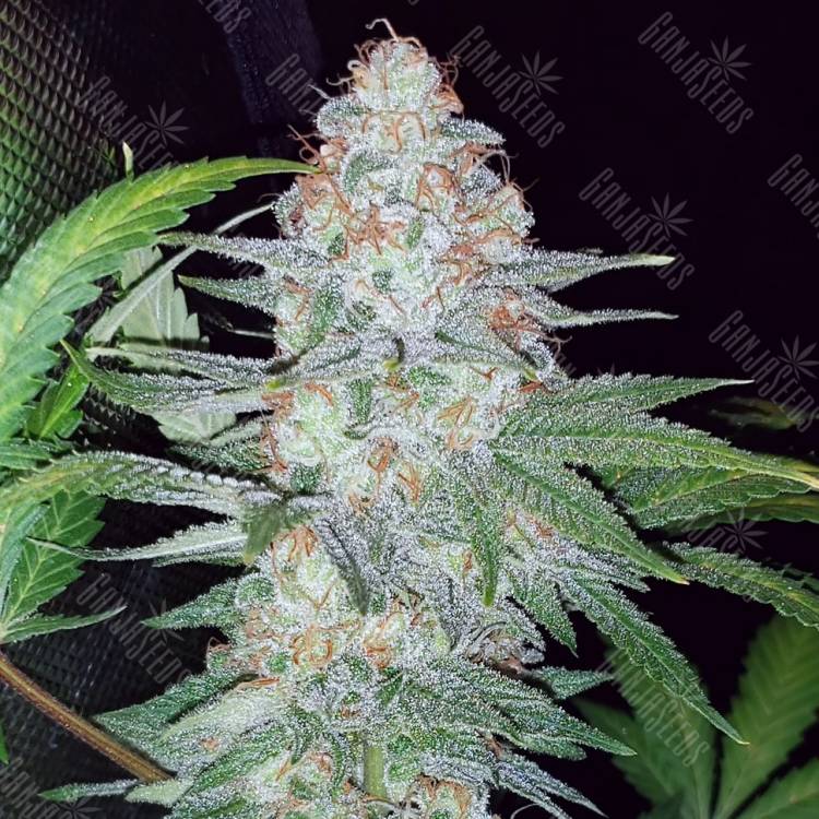 элитные семена конопли Auto Pineapple Chunk feminised