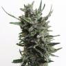 White Siberian feminised Ganja Seeds