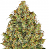 Auto Northern Lights x AK feminised Ganja Seeds Auto Northern Lights x AK feminised Ganja Seeds