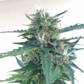 Auto Northern Lights x AK feminised Ganja Seeds
