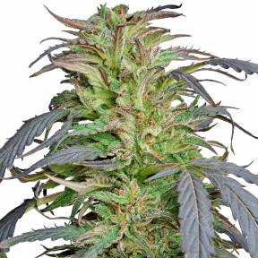 Critical Super Silver Haze feminised Ganja Seeds