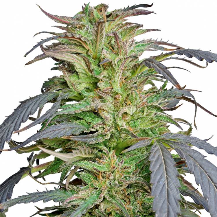 семена конопли аутдор Critical Super Silver Haze feminised семена конопли аутдор Critical Super Silver Haze feminised