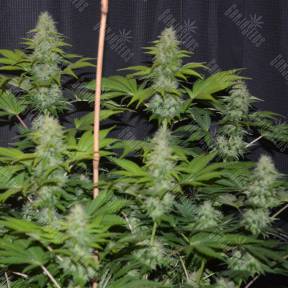 Fruitylicious feminised Mandala Seeds