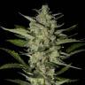 качественные семена конопли Flowerbomb Kush feminised Strain Hunters Seeds