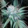 где заказать семена конопли Mataro Blue regular Ganja Seeds где заказать семена конопли Mataro Blue regular Ganja Seeds