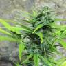 семена конопли элитных сортов Auto Trojan regular семена конопли элитных сортов Auto Trojan regular