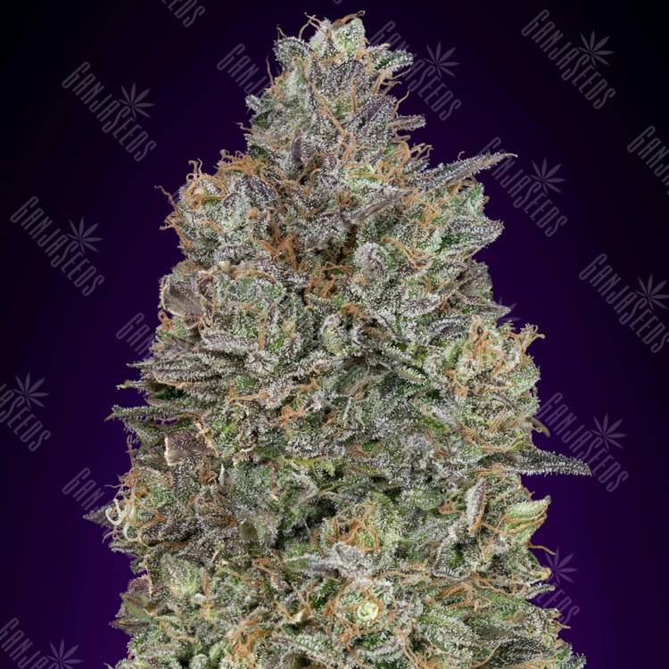 семена индийской конопли Critical Purple Kush feminised Advanced Seeds семена индийской конопли Critical Purple Kush feminised Advanced Seeds