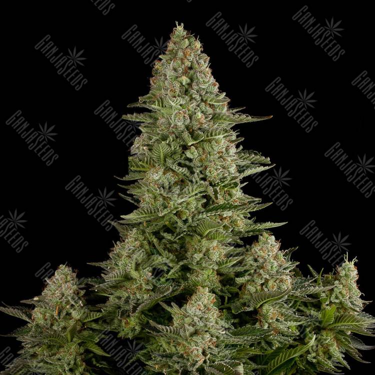 семена конопли Auto White Widow CBD feminised Dinafem Seeds