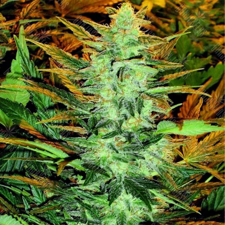 семена конопли курьером Auto Lowryder #2 regular Doctors Choice семена конопли курьером Auto Lowryder #2 regular Doctors Choice