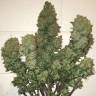 семена конопли в России Auto West Coast O.G. feminised Fast Buds семена конопли в России Auto West Coast O.G. feminised Fast Buds
