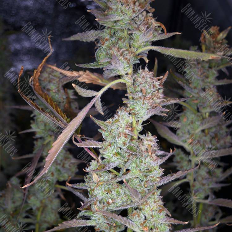 семена индийской конопли Auto West Coast O.G. feminised Fast Buds семена индийской конопли Auto West Coast O.G. feminised Fast Buds