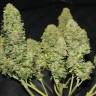 семена конопли Москва Auto West Coast O.G. feminised Fast Buds семена конопли Москва Auto West Coast O.G. feminised Fast Buds