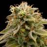 семена конопли элитных сортов Lemon Thai Kush regular Humboldt Seeds семена конопли элитных сортов Lemon Thai Kush regular Humboldt Seeds